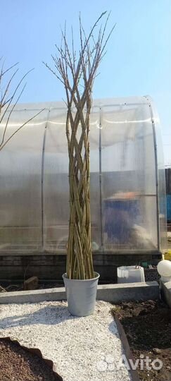 Сибирская пальма