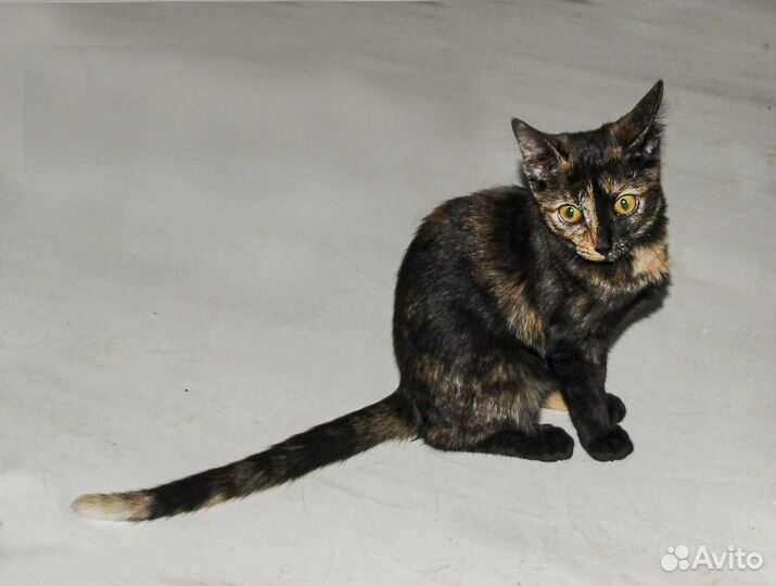 Арабика - экзотическая привитая девочка в дар