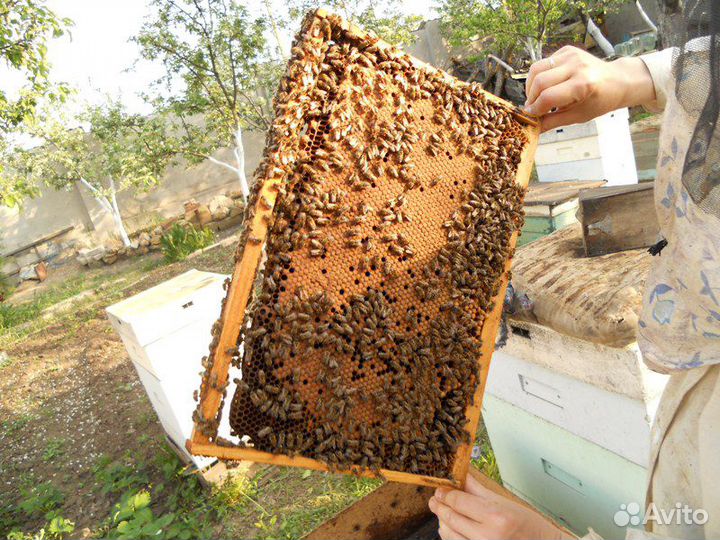 Пчела, вощина, рамки, инвентарь