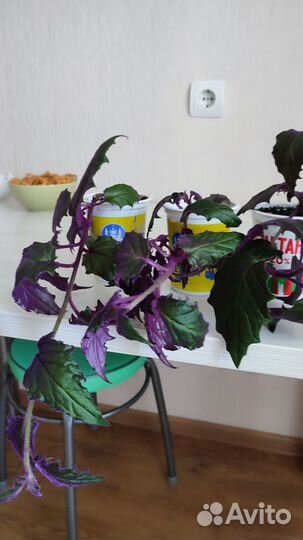 Продам цветы комнатные