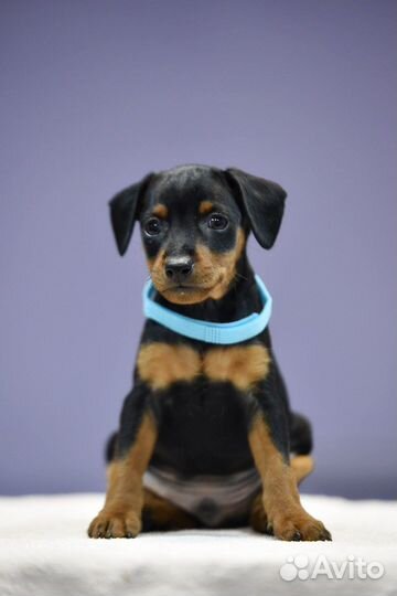 Щенки цвергпинчера в серьезные руки