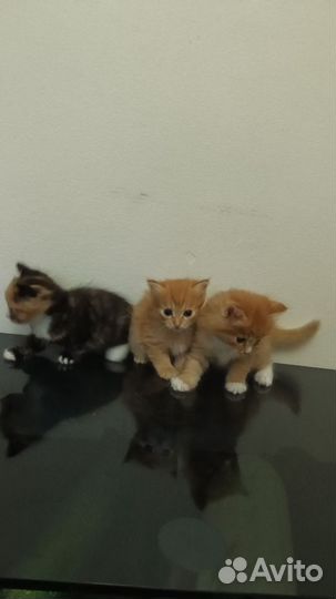 Котятки в добрые руки