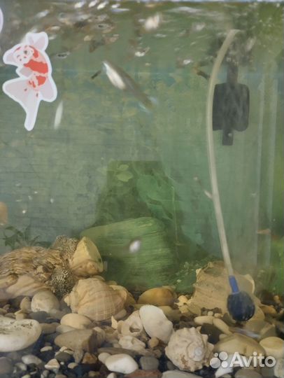 Рыбки гуппи