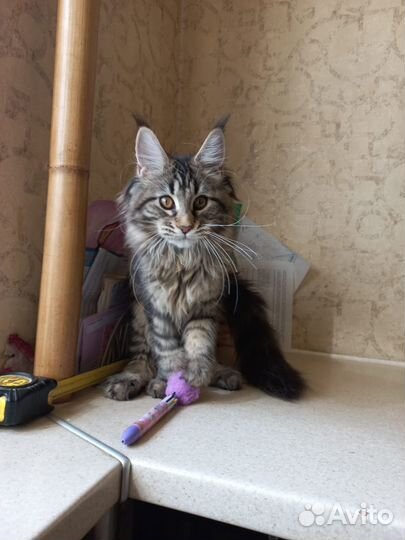 Кот мейн-кун вязка