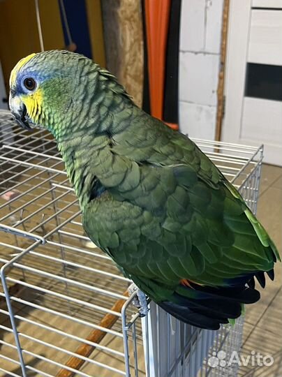 Венесуэльский амазон