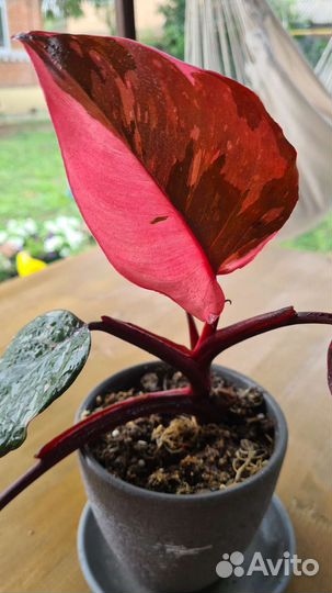 Филодендрон Розовая принцесса