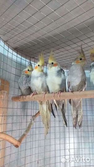 Попугай карелла