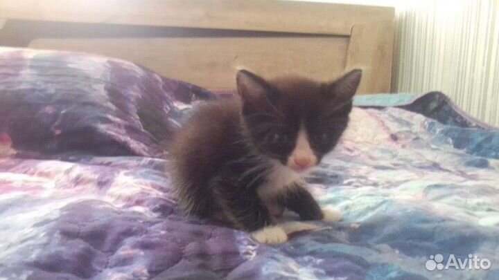 Отдам котенка,смесь мейн кун