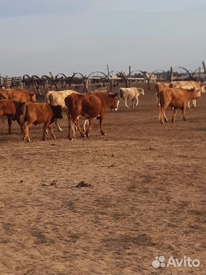 Корова и телята