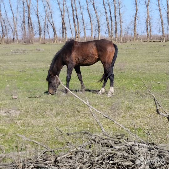 Лошади жеребец