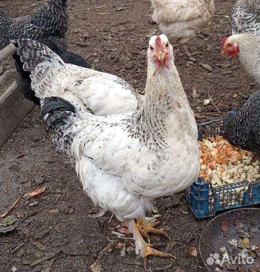 Петух порода Брама