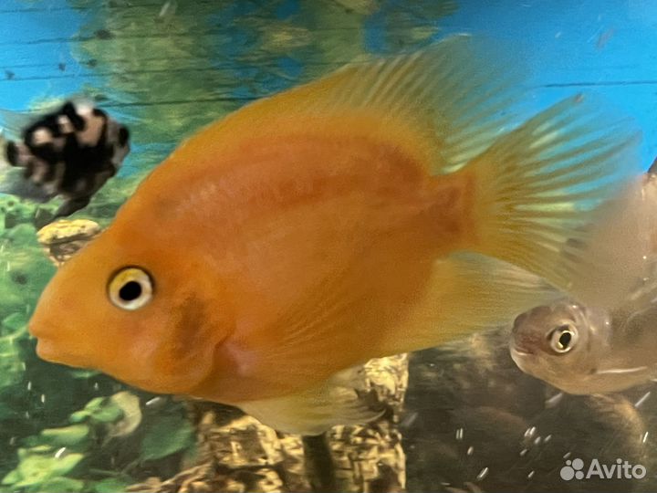 Красный попугай