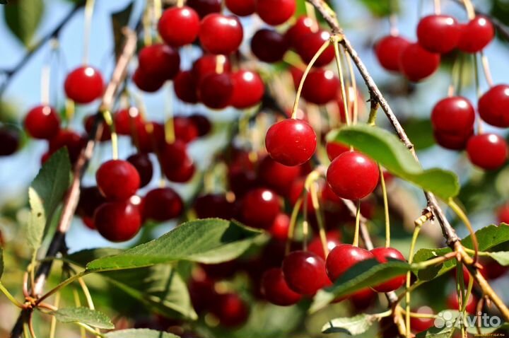 Саженцы туя яблоня виноград вишня груша слива