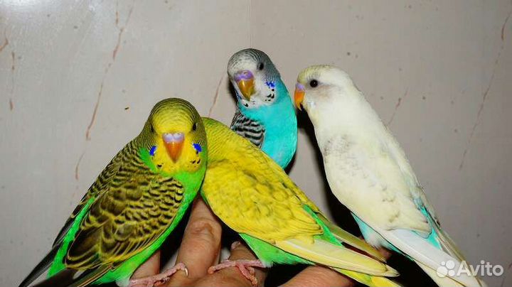 Волнистыe попугаи малыши