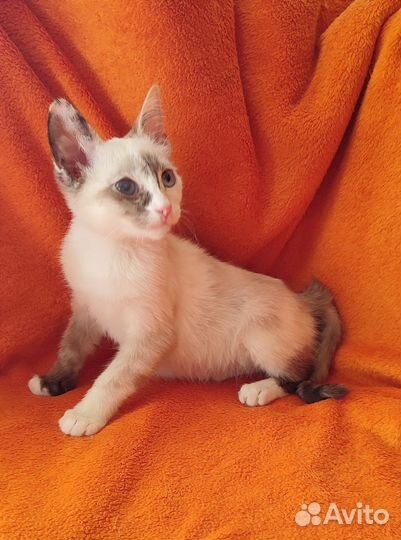 Отдаю кошку в добрые руки