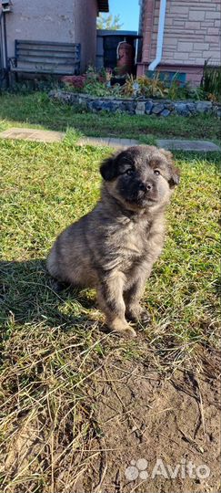 Щенки в заботливые руки