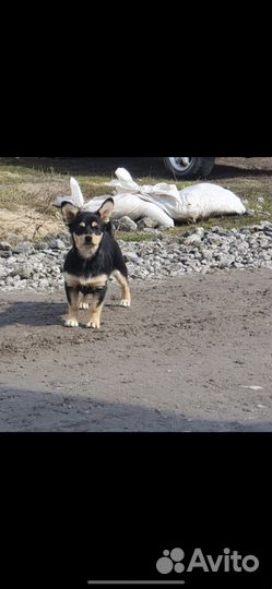 Карликовый пинчер