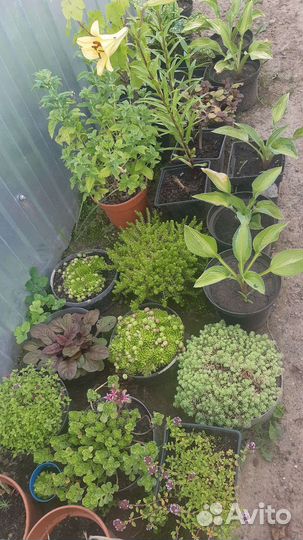 Многолетние цветы и кустарники