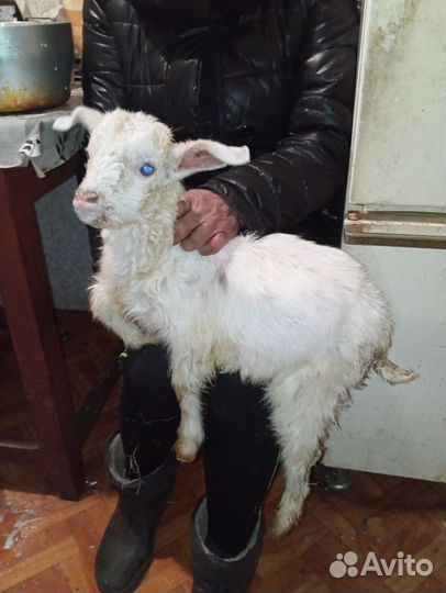 Продам козу