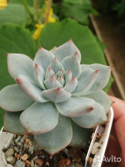 Суккуленты