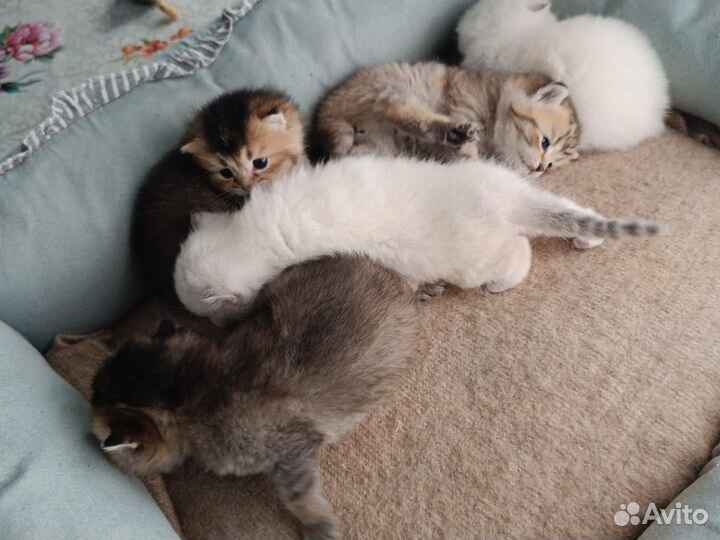 Шотландская