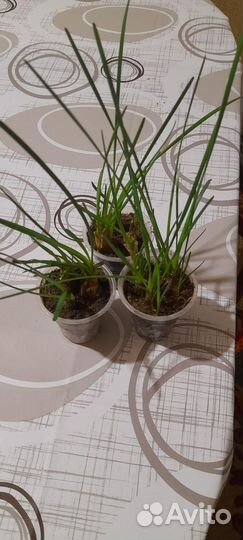 Продам цветы комнатные