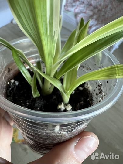 Сингониумы и другие растения