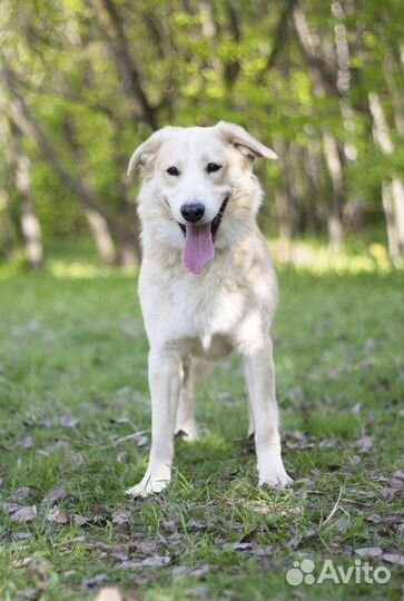 Собака улыбака в дар