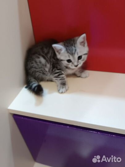 Шотландские котята