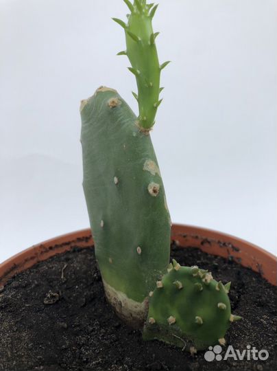 Кактус опунция