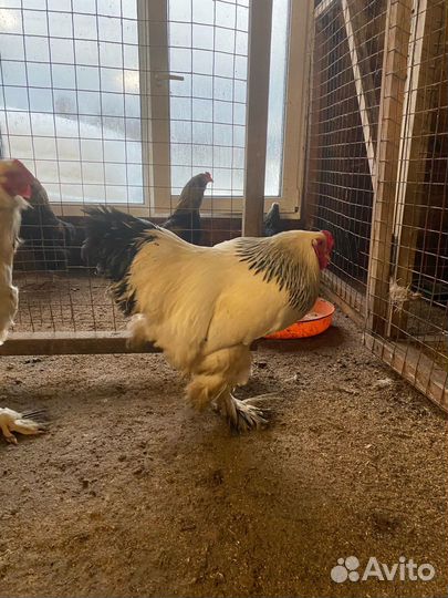 Молодые петухи