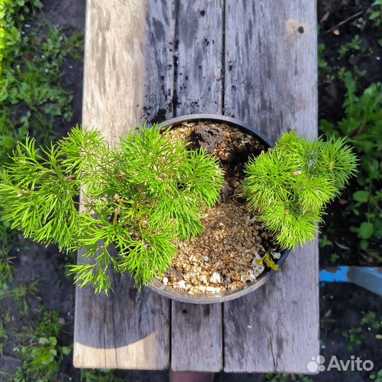 Пион майский