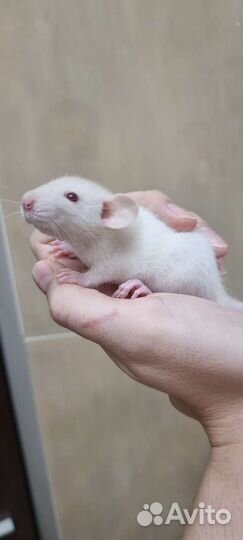 Крысята крысы дамбо рекс вельветин хаски