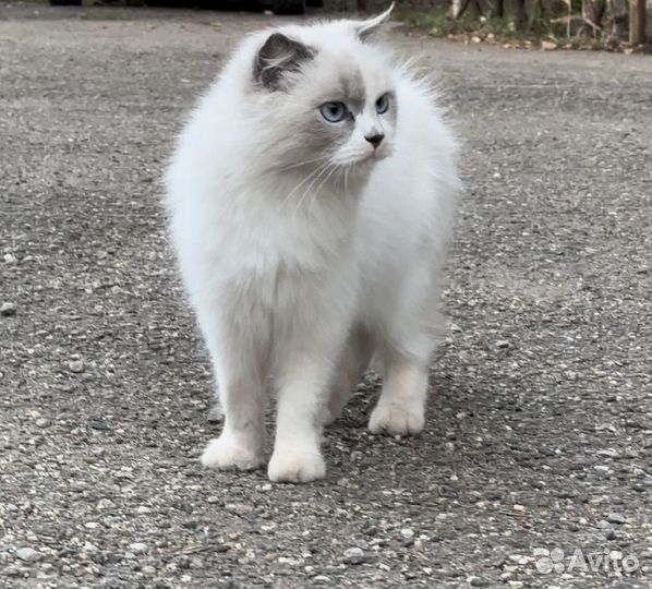 Кошечка в добрые руки