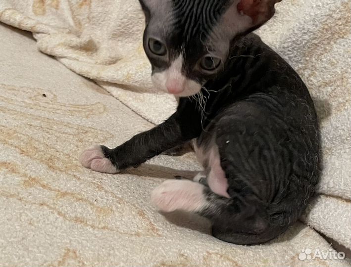 Канадский сфинкс котенок