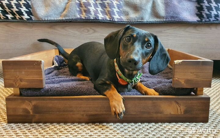 Такса 6 месяцев