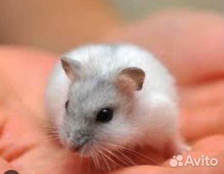 Джунгарский хомячок