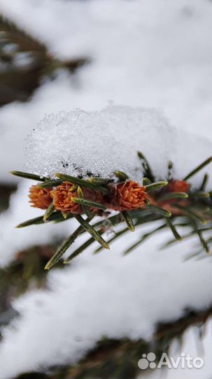 Пихтовое масло