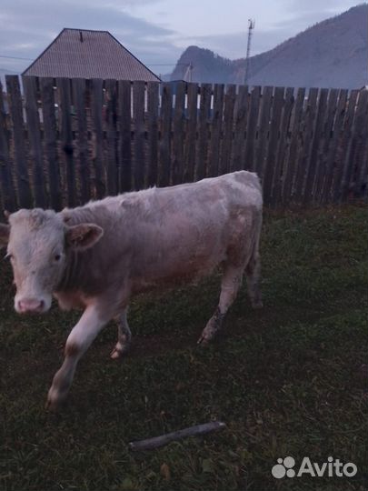 Телочка 7 мес