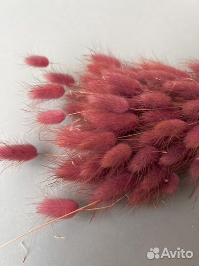 Сухоцветы лагурус