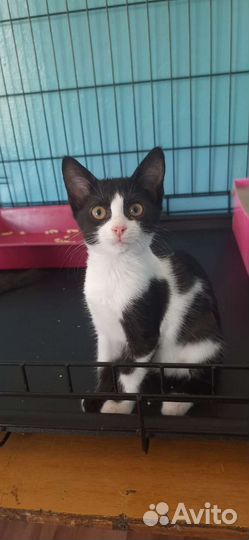 Сестрички в добрые руки