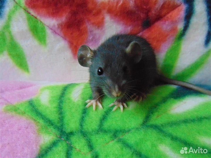 Крысята - дамбо, стандарт, клетки, гамак в подарок