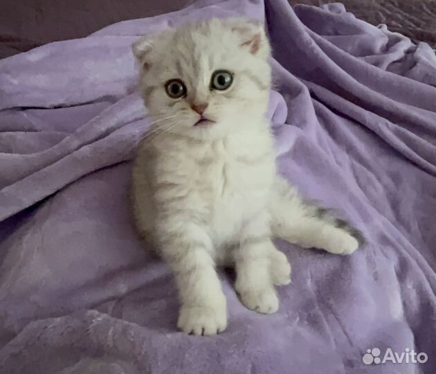 Шотландская вислоухая девочка