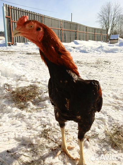 Молодые петушки порода шамо бойцовая