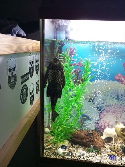 Аквариумные рыбки сомики