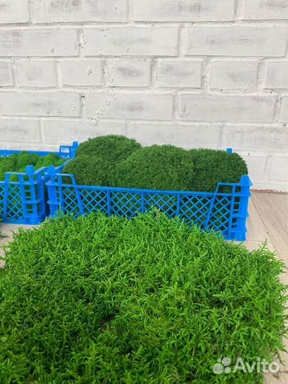 Стабилизированный мох