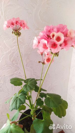 Пеларгония герань