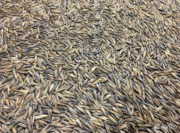 Зерно ячмень