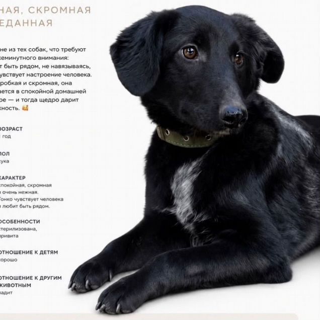 Взрослая собака в добрые руки