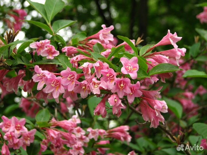 Кустарники, ирисы, лилии, спиреи